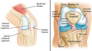 anatomi-lutut